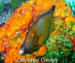On my trip to Tobago last month I saw lots of filefish.  ... by Bonnie Conley 